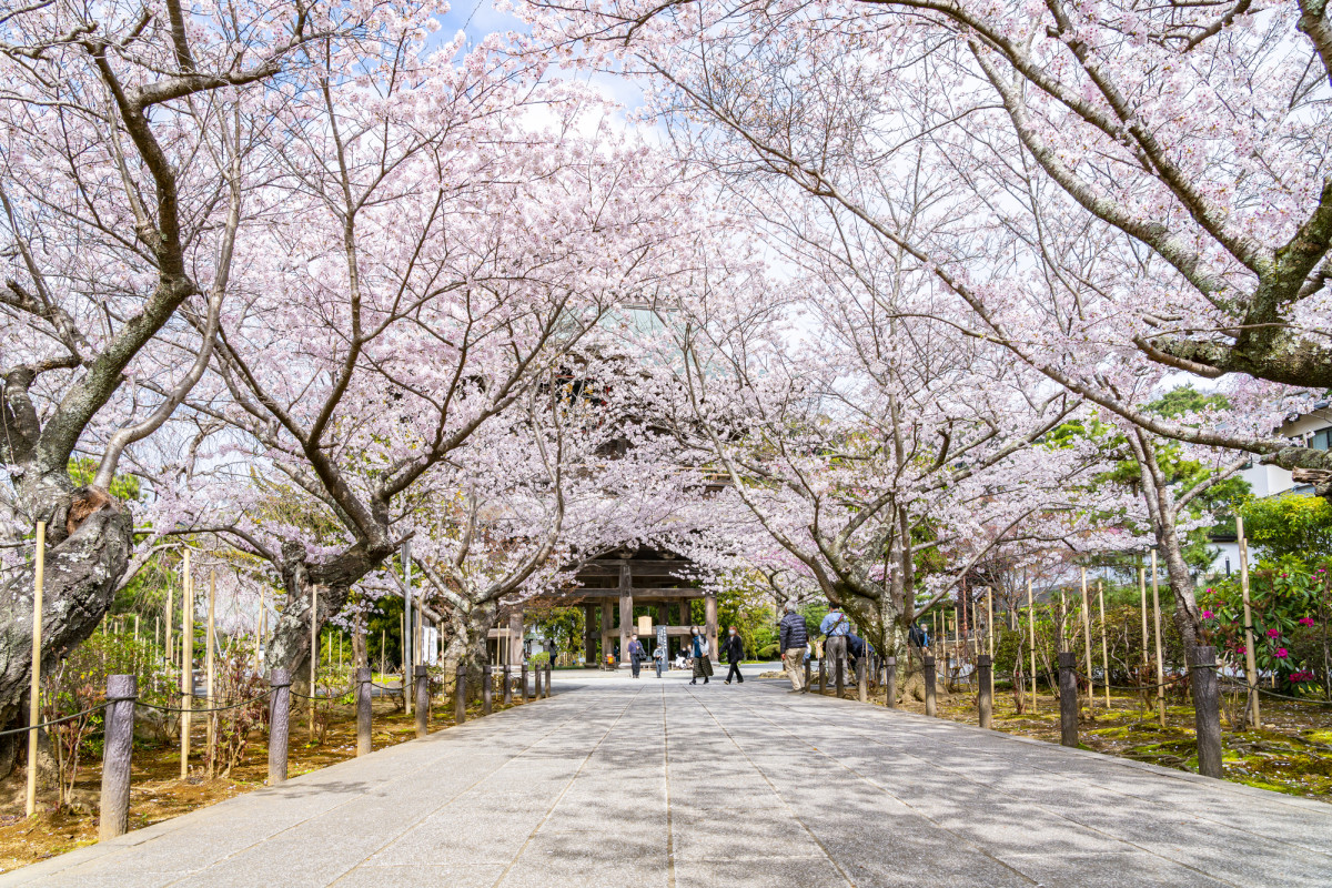 建長寺｜体験・観光スポット ｜【公式】神奈川県のお出かけ
